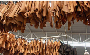 চামড়া খাতে বিনিয়োগকারীদের হতাশ করেছে দুই কোম্পানি