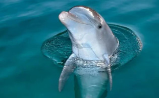 যে কারণে আমরা ডলফিনের মাংস খেতে পারি না