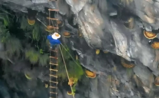 নেপালের পাহাড়ে রহস্যময়ী মধু, যা খেলে হতে পারে মৃত্যু! 