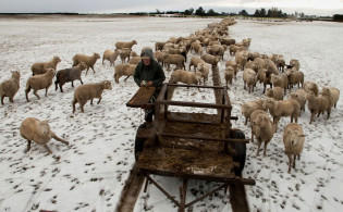 এশিয়ার যে দেশে মানুষের চেয়ে ঘোড়ার সংখ্যা বেশি