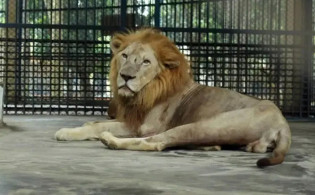 মিরপুর চিড়িয়াখানায় আতঙ্ক: সিংহ খাঁচা ভেঙে বের হয়ে গেল