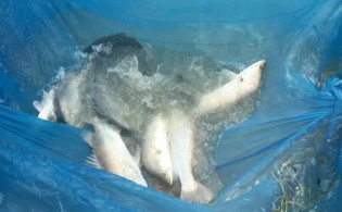 মৃত মাছ হালাল হওয়ার কারণ