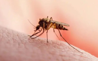 কানের কাছে মশা গুনগুন করছে জানুন বৈজ্ঞানিক কারণ