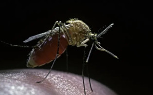 যে ৩ কারণে মশা বেড়েছে