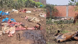 পূর্বাচলে ঘোড়ার মাংস গরুর মাংস বলে বিক্রি