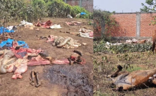 পূর্বাচলে ঘোড়ার মাংস গরুর মাংস বলে বিক্রি