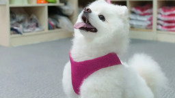 কুকুর ছানাকে স্কুলে ভর্তি, খরচ মাসে ২ লাখ টাকা