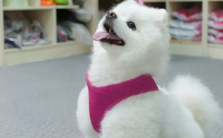 কুকুর ছানাকে স্কুলে ভর্তি, খরচ মাসে ২ লাখ টাকা