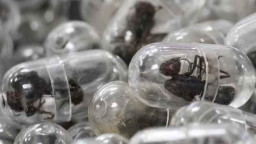 লাগেজে ২,২০০ পিঁপড়া! বিমানবন্দরে ধরা পড়লেন চীনা নাগরিক