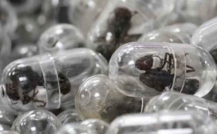 লাগেজে ২,২০০ পিঁপড়া! বিমানবন্দরে ধরা পড়লেন চীনা নাগরিক