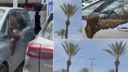 আকাশ ঢেকে ফেলল মৌমাছি—ইসরায়েলের শহরে আতঙ্ক