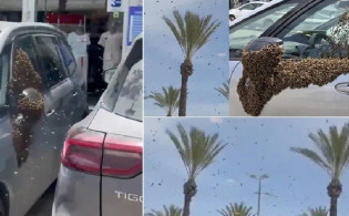 আকাশ ঢেকে ফেলল মৌমাছি—ইসরায়েলের শহরে আতঙ্ক