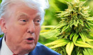এবার গাঁজা ব্যবসার ওপর ট্রাম্পের নজর