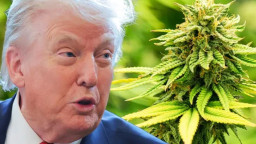 এবার গাঁজা ব্যবসার ওপর ট্রাম্পের নজর
