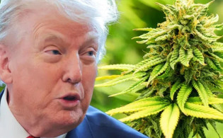 এবার গাঁজা ব্যবসার ওপর ট্রাম্পের নজর