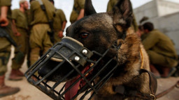 কুকুর লেলিয়ে দিয়ে ফিলিস্তিনি বন্দিদের ধর্ষ..ণ!