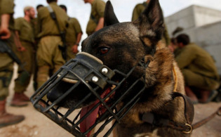 কুকুর লেলিয়ে দিয়ে ফিলিস্তিনি বন্দিদের ধর্ষ..ণ!