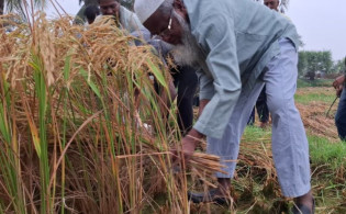 ফজরের নামাজ পড়েই সরাসরি ধানের মাঠে এমপি