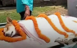 ৩০ শিশুকে বাঁচিয়ে প্রাণ দিল কুকুর! কাঁদছে গ্রামবাসী