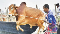 গরু জবাই নিষেধাজ্ঞার মধ্যেই এলো নতুন আহ্বান