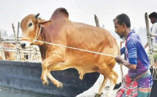 গরু জবাই নিষেধাজ্ঞার মধ্যেই এলো নতুন আহ্বান