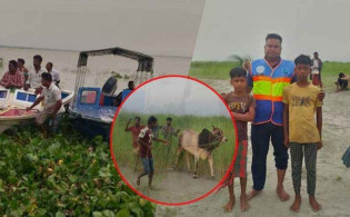 পদ্মায় ট্রলারডুবিতে ব্যবসায়ীসহ ২৩ গরু নিখোঁজ