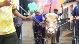 ‘ডোনাল্ড ট্রাম্প’ বিক্রি নিয়ে বিতর্ক, যা বললেন খামার মালিক