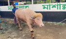 স্বরাষ্ট্রমন্ত্রীর হস্তক্ষেপে ‘ডোনাল্ড ট্রাম্প’-এর কোরবানি স্থগিত