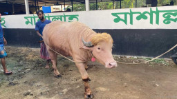 স্বরাষ্ট্রমন্ত্রীর হস্তক্ষেপে ‘ডোনাল্ড ট্রাম্প’-এর কোরবানি স্থগিত