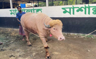 স্বরাষ্ট্রমন্ত্রীর হস্তক্ষেপে ‘ডোনাল্ড ট্রাম্প’-এর কোরবানি স্থগিত