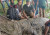 অবশেষে সরছে মাজার দিঘির ‘রহস্যময়’ কুমির