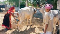 ভারতে সরকারিভাবে গোমূত্র বিক্রি নিয়ে নতুন পরিকল্পনা