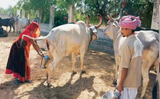 ভারতে সরকারিভাবে গোমূত্র বিক্রি নিয়ে নতুন পরিকল্পনা