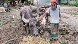 চার মহিষকে তিন মাস কাদায় রাখলেন কেন, জানালেন মালিক