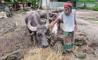 চার মহিষকে তিন মাস কাদায় রাখলেন কেন, জানালেন মালিক