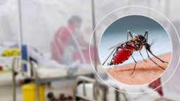 ডেঙ্গুতে আরও জনের ৬ মৃত্যু