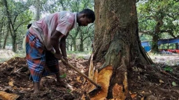 গাছ কাটায় নতুন নিয়ম, অনুমোদন ছাড়া কাটলেই মামলা