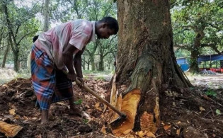 গাছ কাটায় নতুন নিয়ম, অনুমোদন ছাড়া কাটলেই মামলা