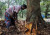 গাছ কাটায় নতুন নিয়ম, অনুমোদন ছাড়া কাটলেই মামলা